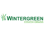 Wintergreen Couch Grass
