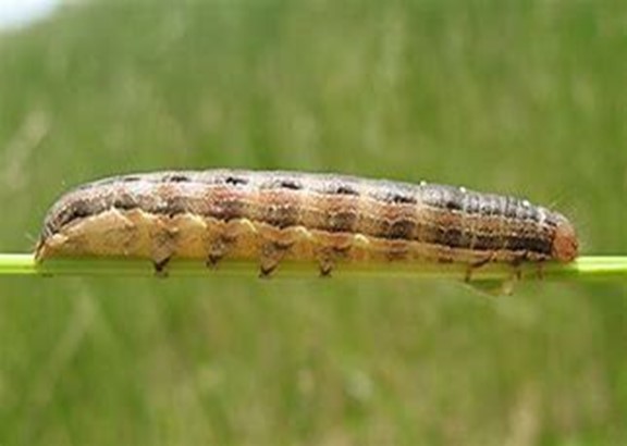 Armyworm can destroy ebntire lawns leaving behind practically nothing but bare earth.