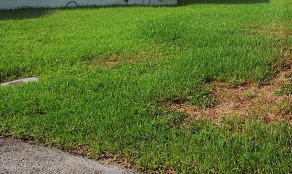 Typical sign of lawn damage from lawn grubs.